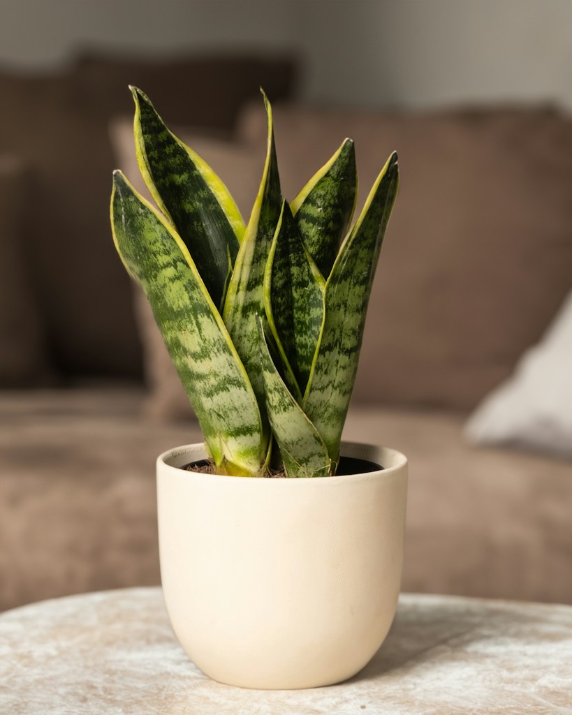 Snake Plant
