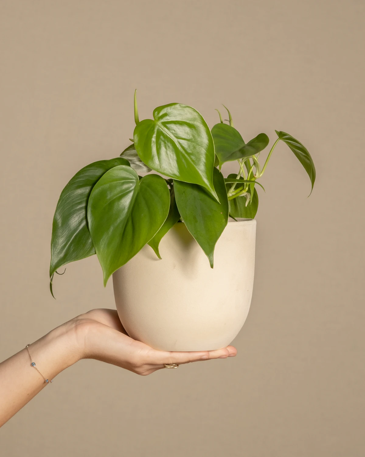 Hands holding a small potted philodendron — propagation via stem cuttings makes the genus inexpensive to scale across a UK home