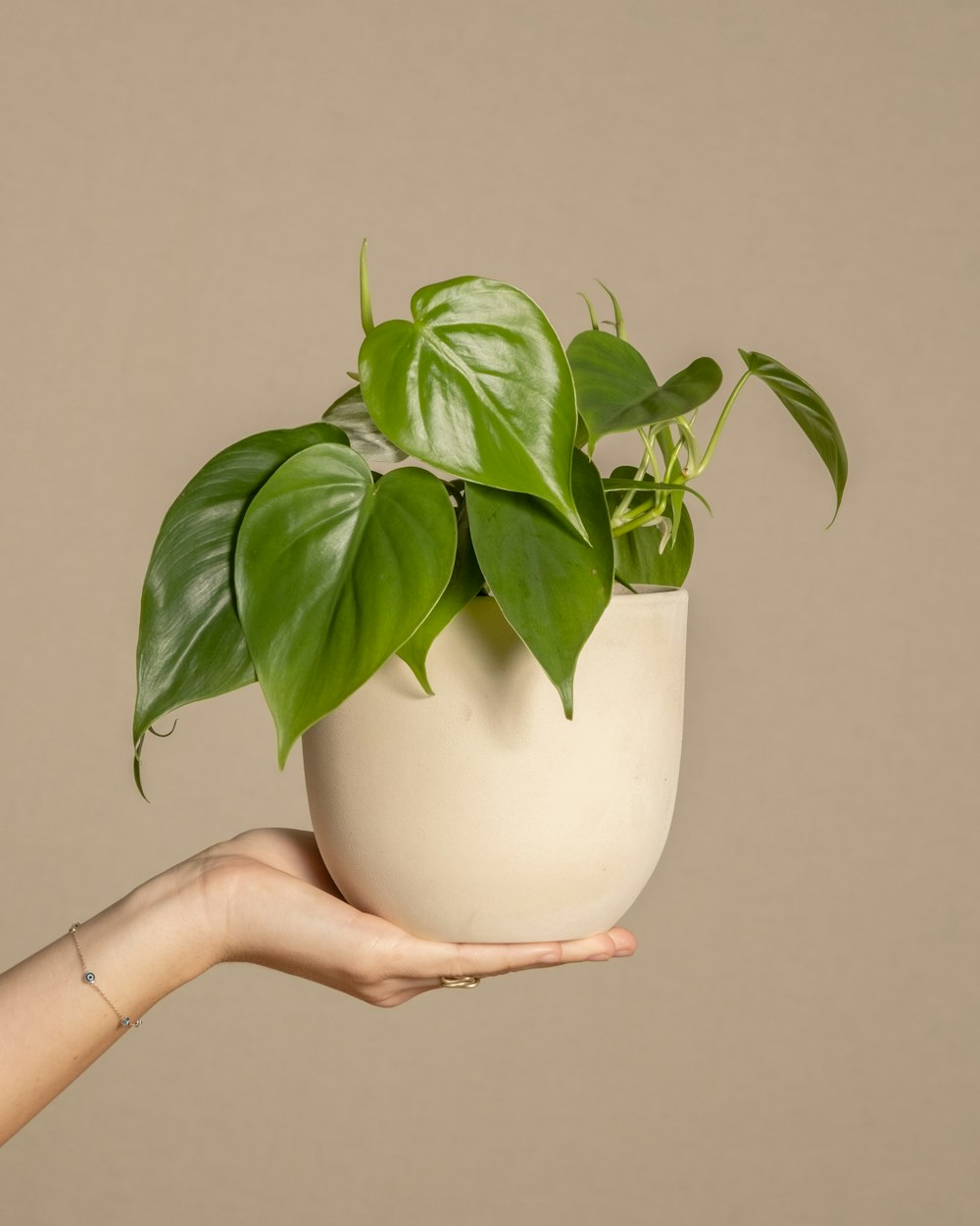 a hand holding a potted plant with green leaves