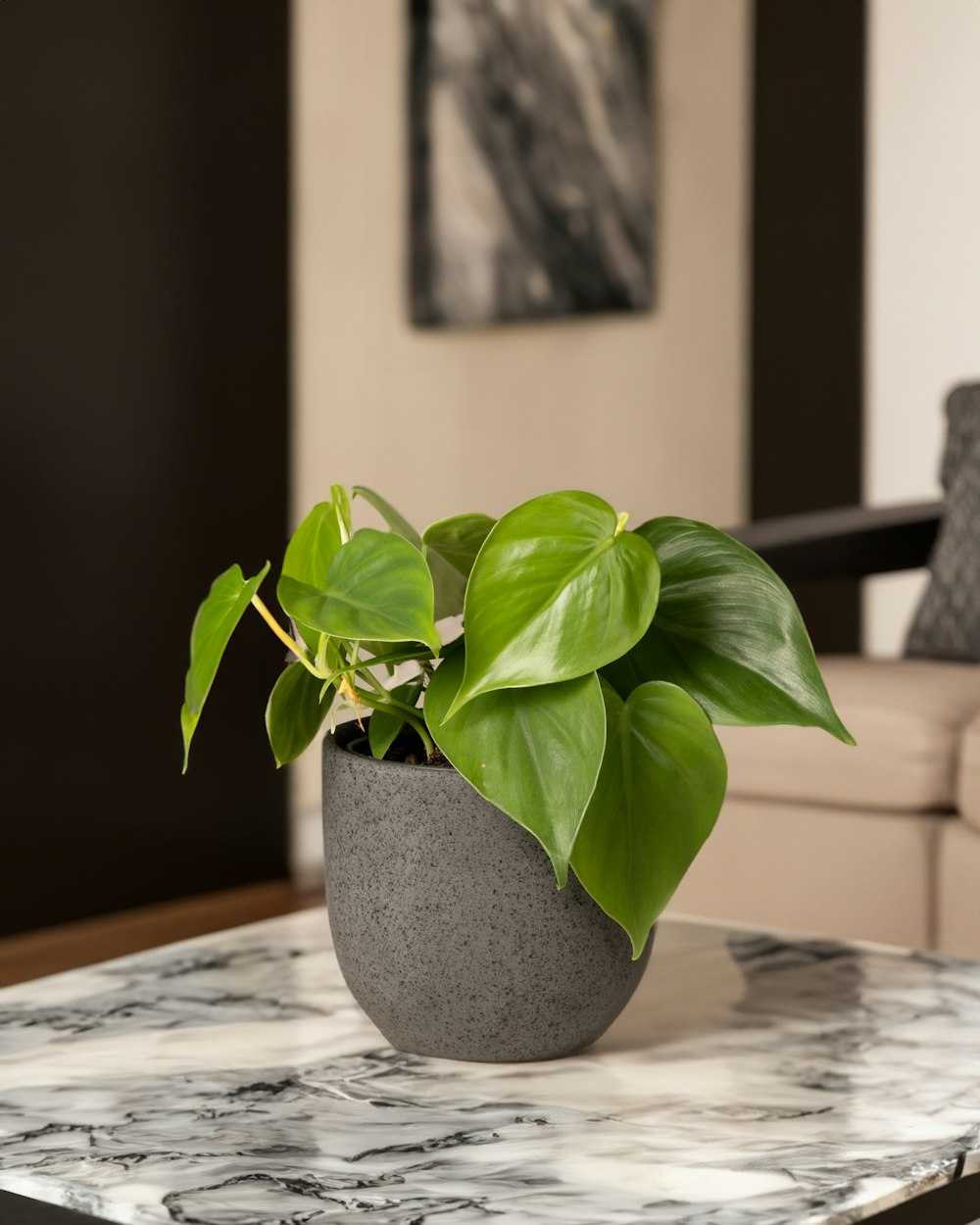 a potted plant sitting on top of a marble table