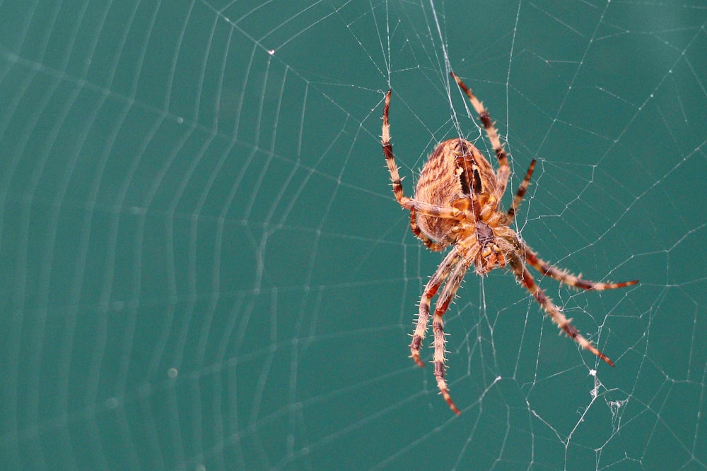 Nahaufnahme einer Spinne auf einem Netz