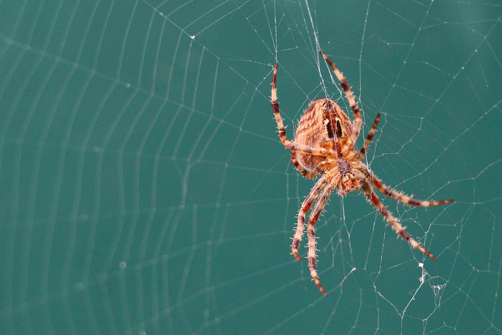 a close up of a spider on a web