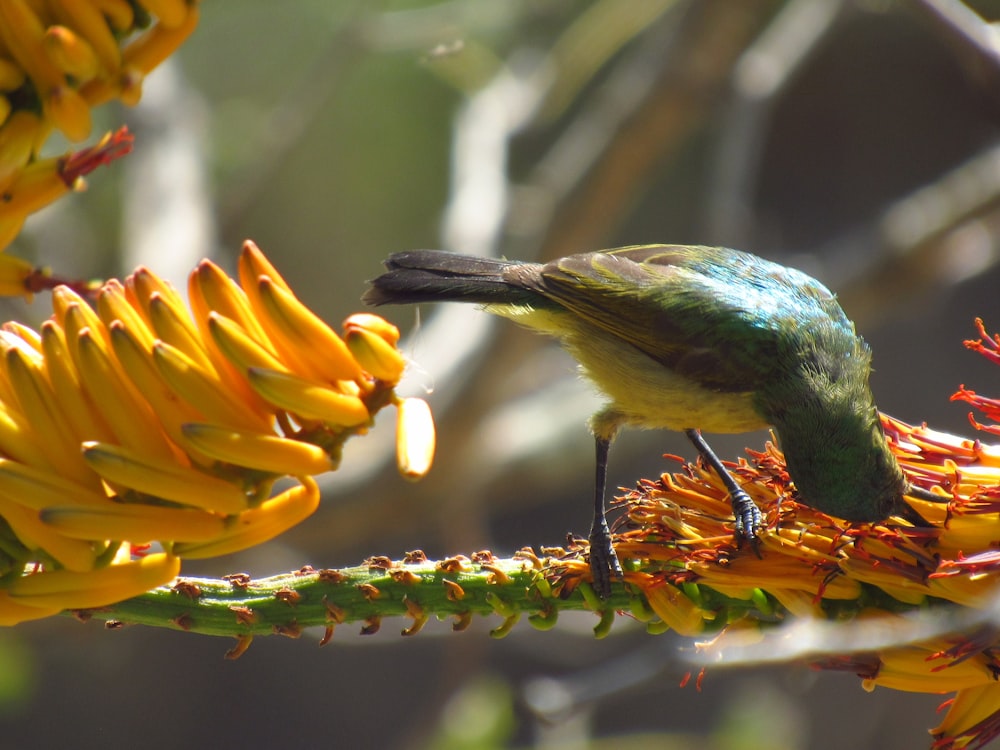 um pequeno pássaro está empoleirado em uma flor