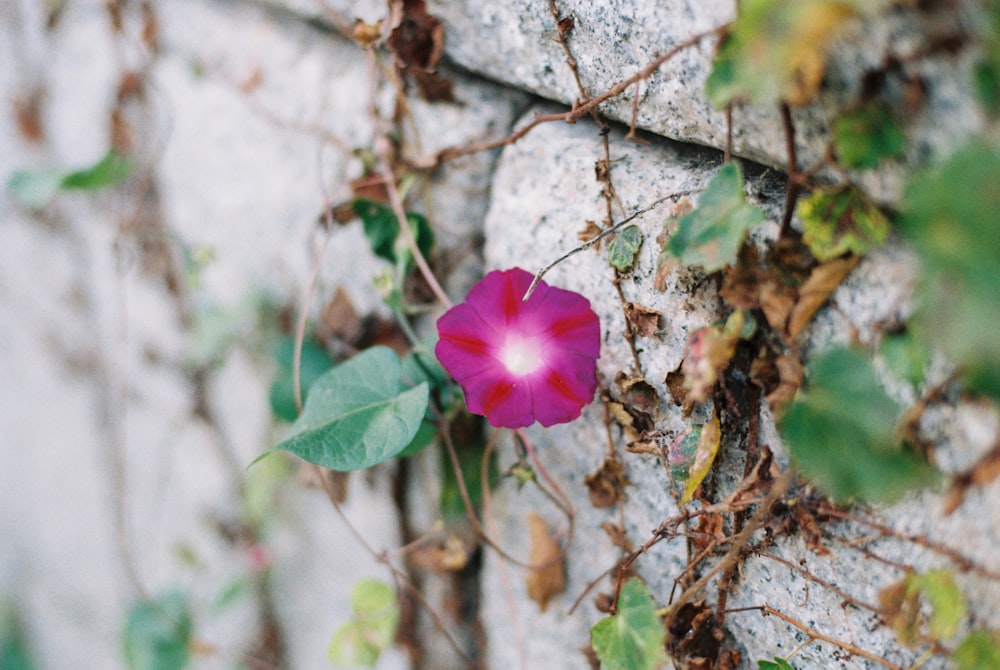 a pink flower growing out of a crack in a wall