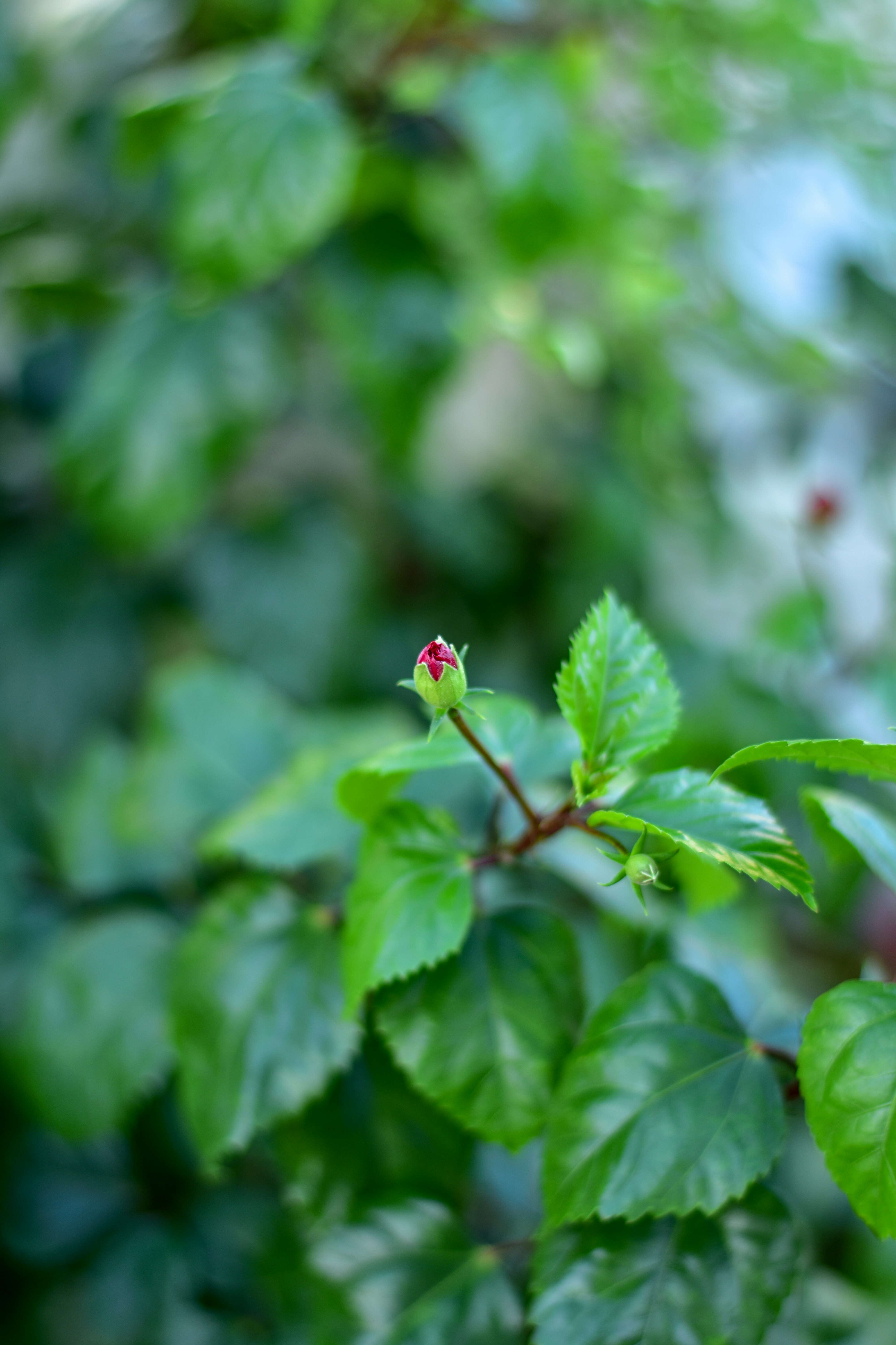 una pequeña flor roja sentada en la cima de un árbol cubierto de hojas verdes
