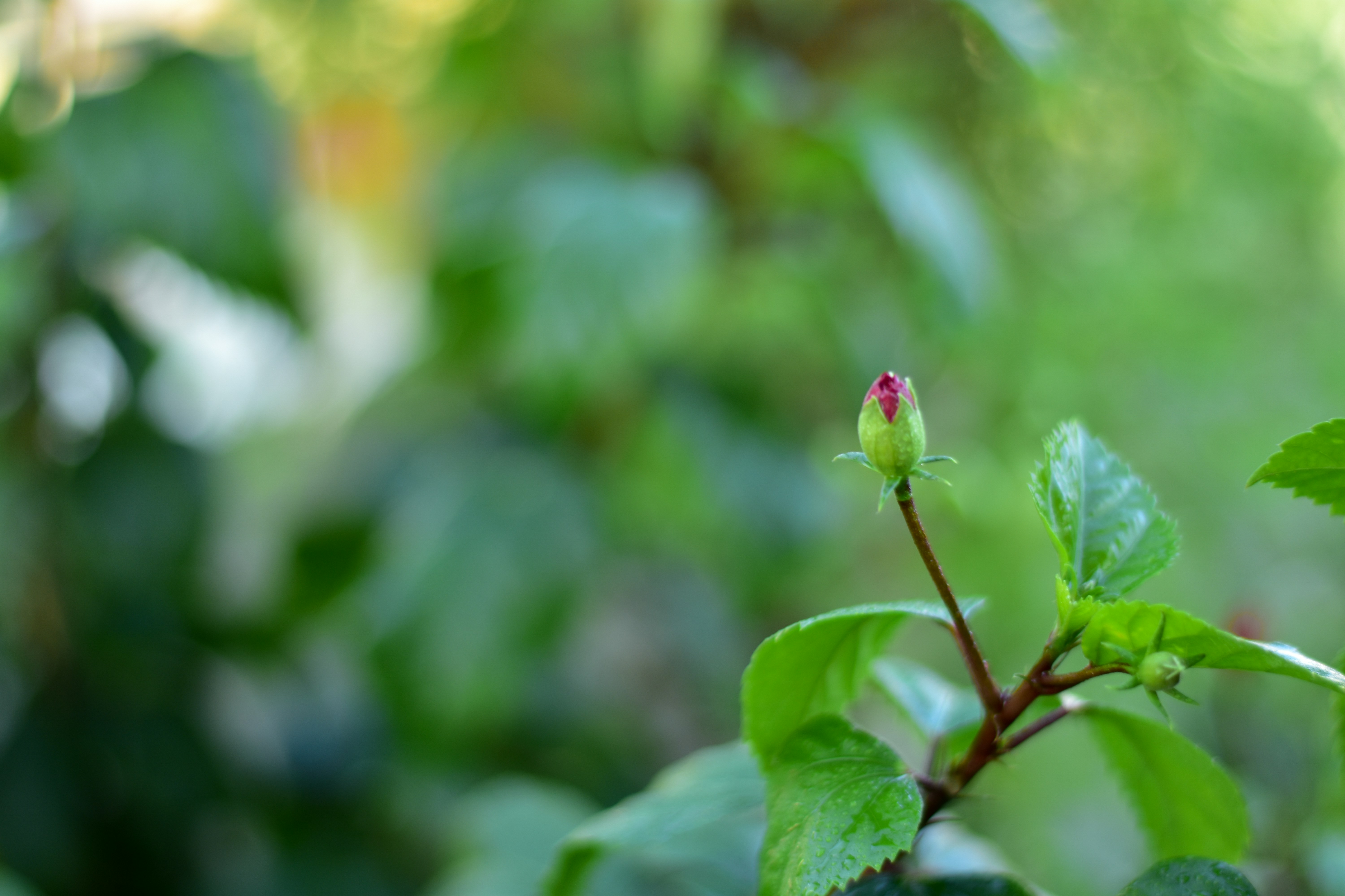 una pequeña flor roja en una rama frondosa verde