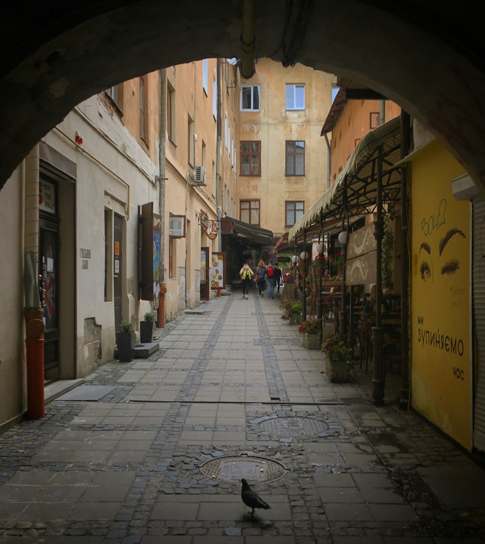 a bird is sitting on the ground in an alley