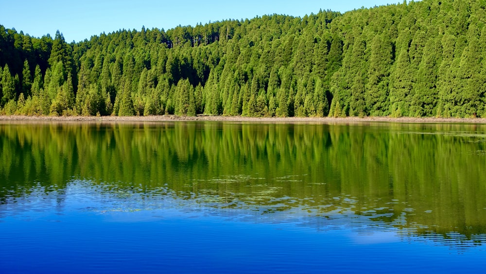 una gran masa de agua rodeada por un bosque