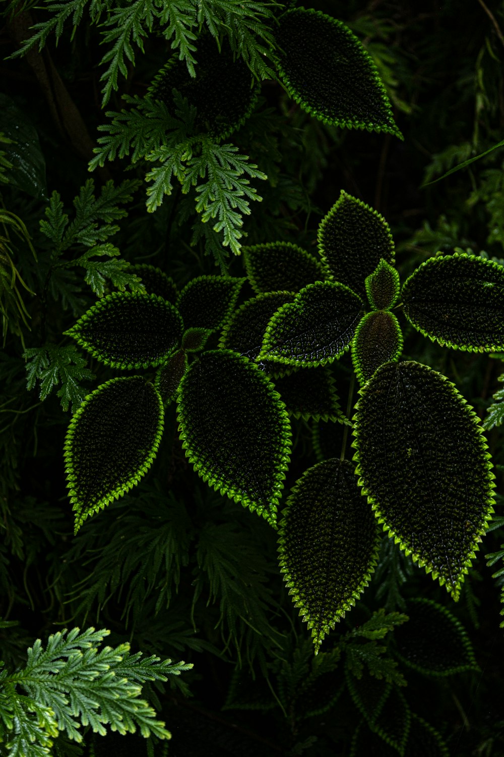 a close up of a plant with green leaves