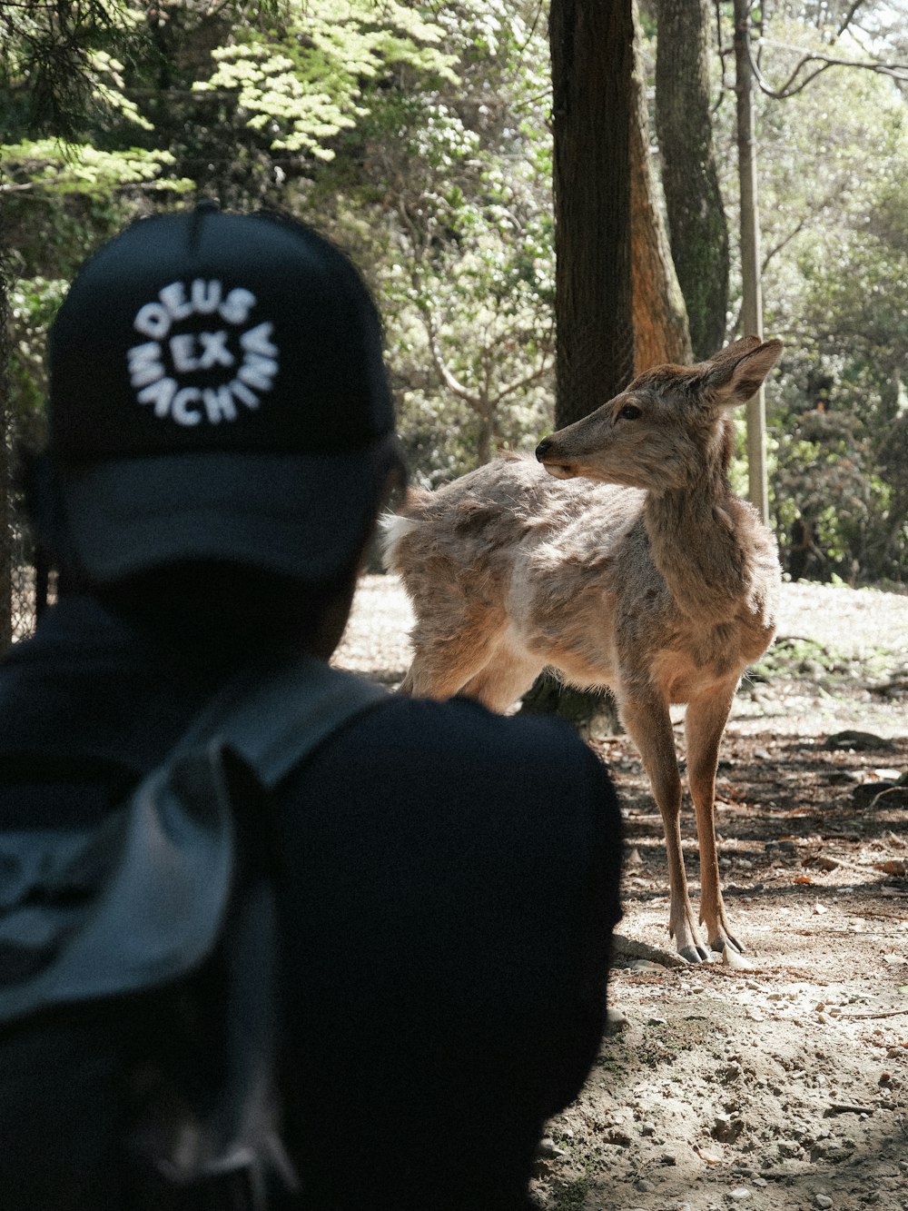 a deer standing in the middle of a forest