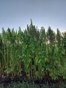 A dense patch of tall green plants with narrow leaves growing closely together, likely a hemp or cannabis field, set against a clear blue sky.