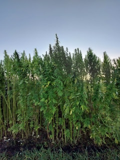 A dense patch of tall green plants with narrow leaves growing closely together, likely a hemp or cannabis field, set against a clear blue sky.