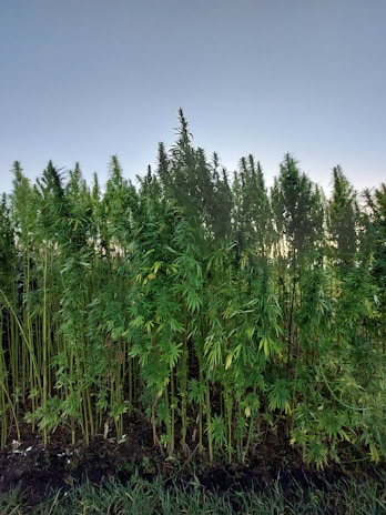 A dense patch of tall green plants with narrow leaves growing closely together, likely a hemp or cannabis field, set against a clear blue sky.