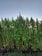 A dense patch of tall green plants with narrow leaves growing closely together, likely a hemp or cannabis field, set against a clear blue sky.