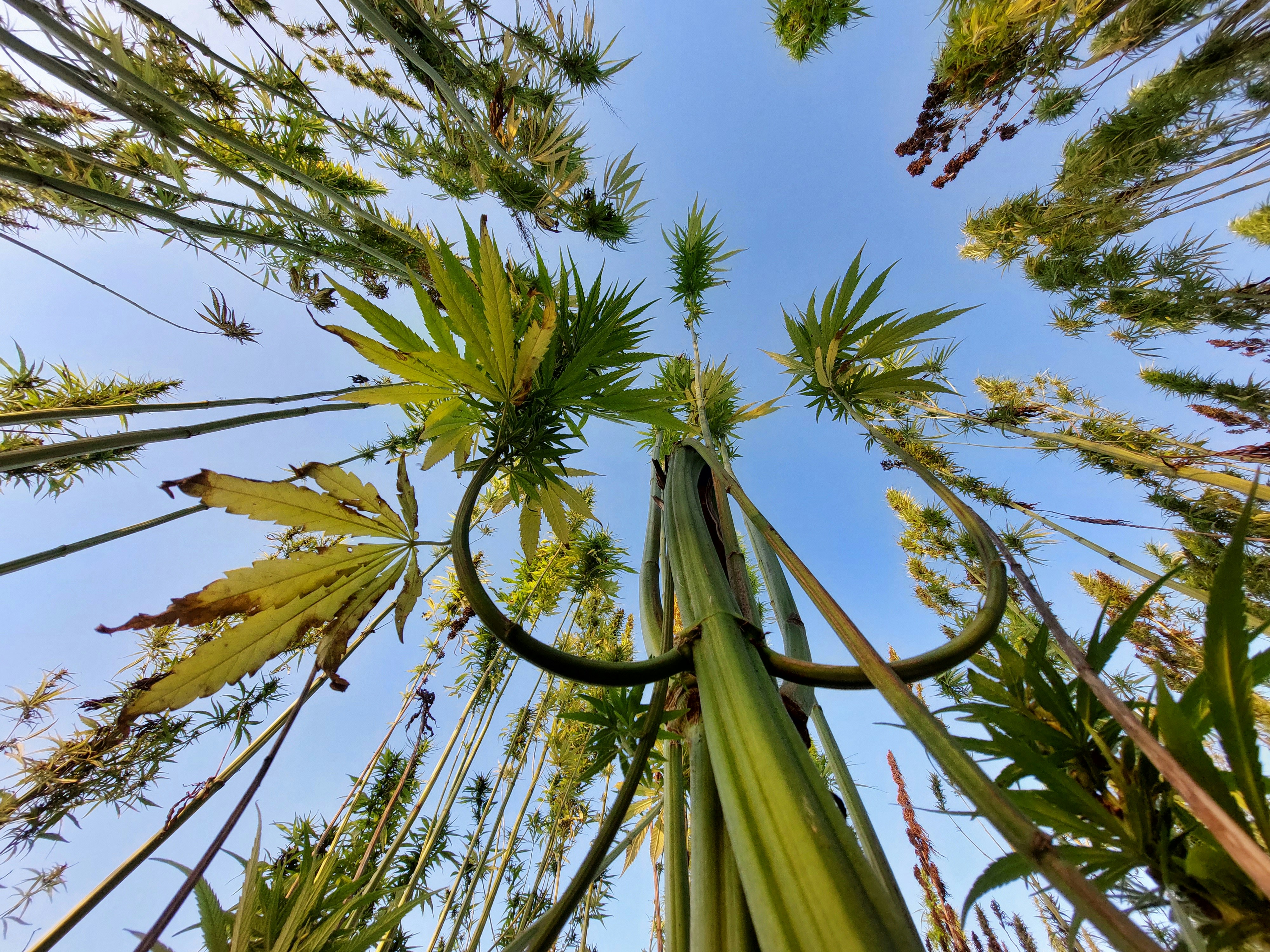 The Science Behind High-Altitude Cannabis Seeds: Why They’re More Hardy