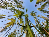Side view of Blue Mango F3 plant showing moderate stretch and uniform growth.