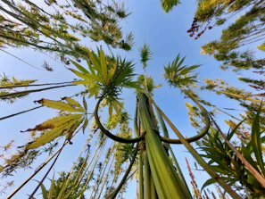 Side view of a sturdy Blue Mango F2 × Blue Bubblegum plant showing its strong structural growth