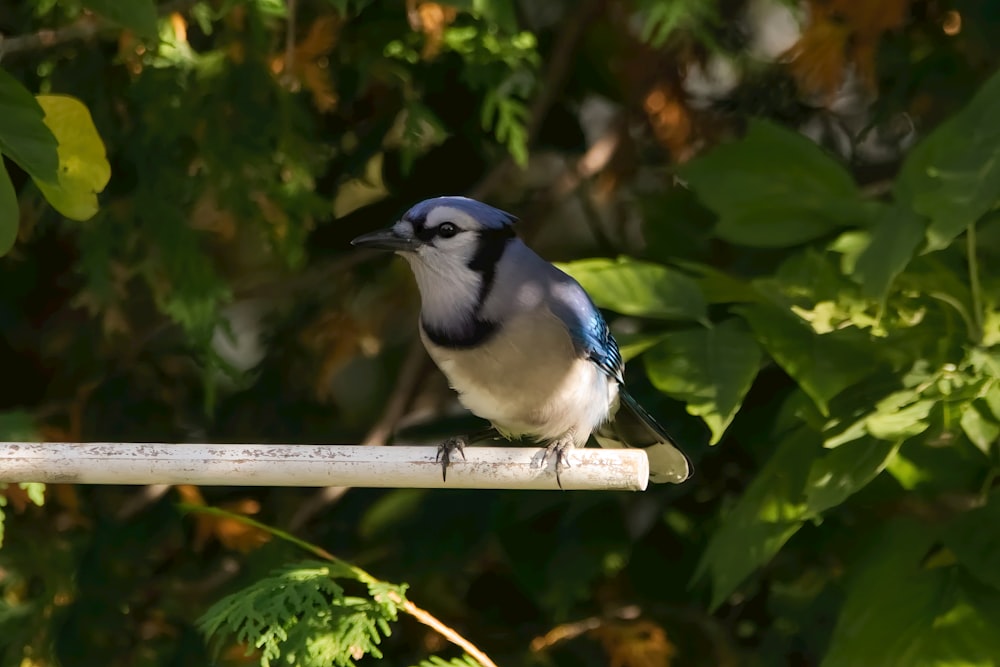 枝にとまった小さな青と白の鳥