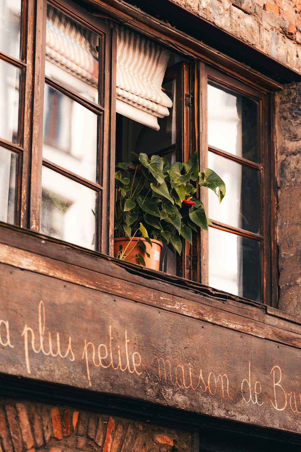 a potted plant sitting in the window of a building