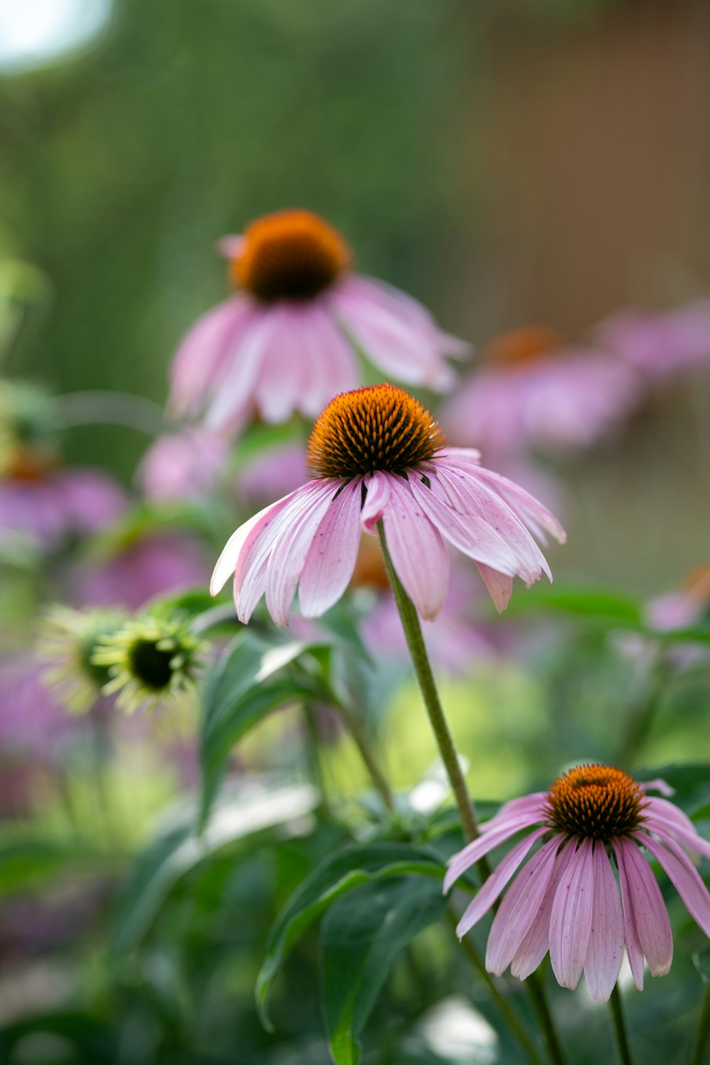 a group of pink flowers in a garden