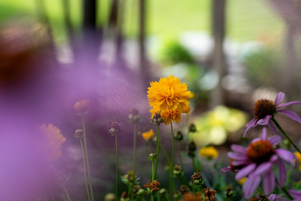 a bunch of flowers that are in a garden