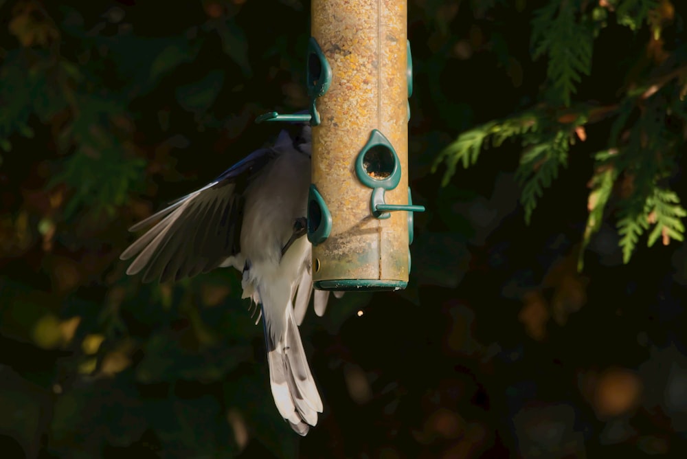 a bird that is sitting on a bird feeder