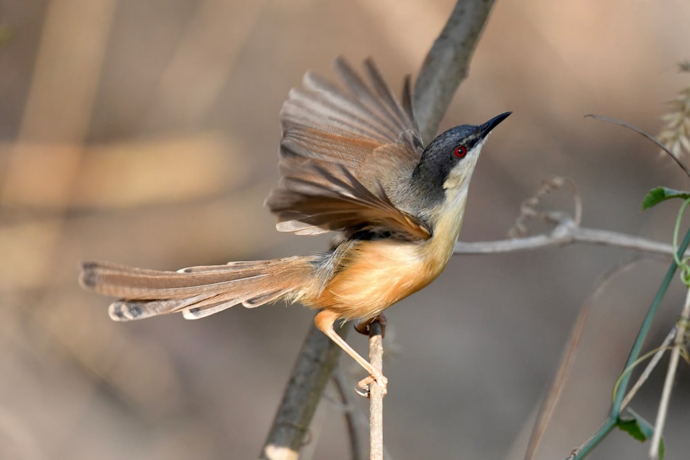 a small bird sitting on top of a tree branch