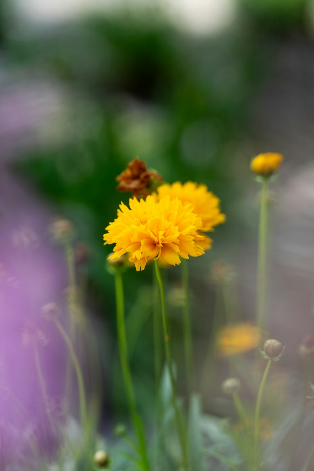 a couple of yellow flowers in a field