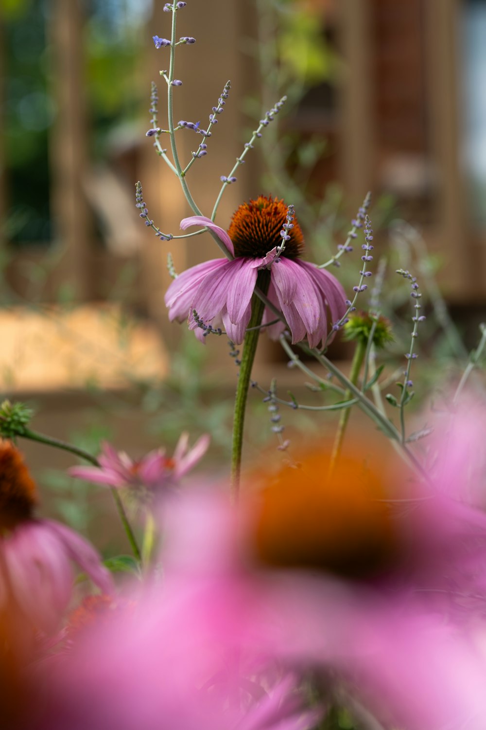 a close up of a flower with a blurry background