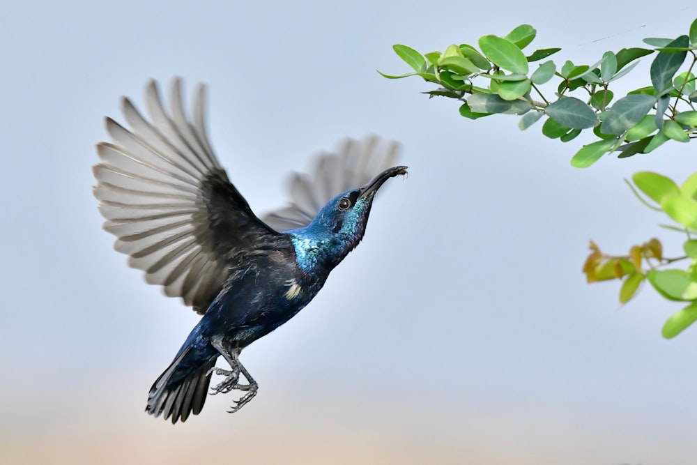 a blue bird with its wings spread out in the air