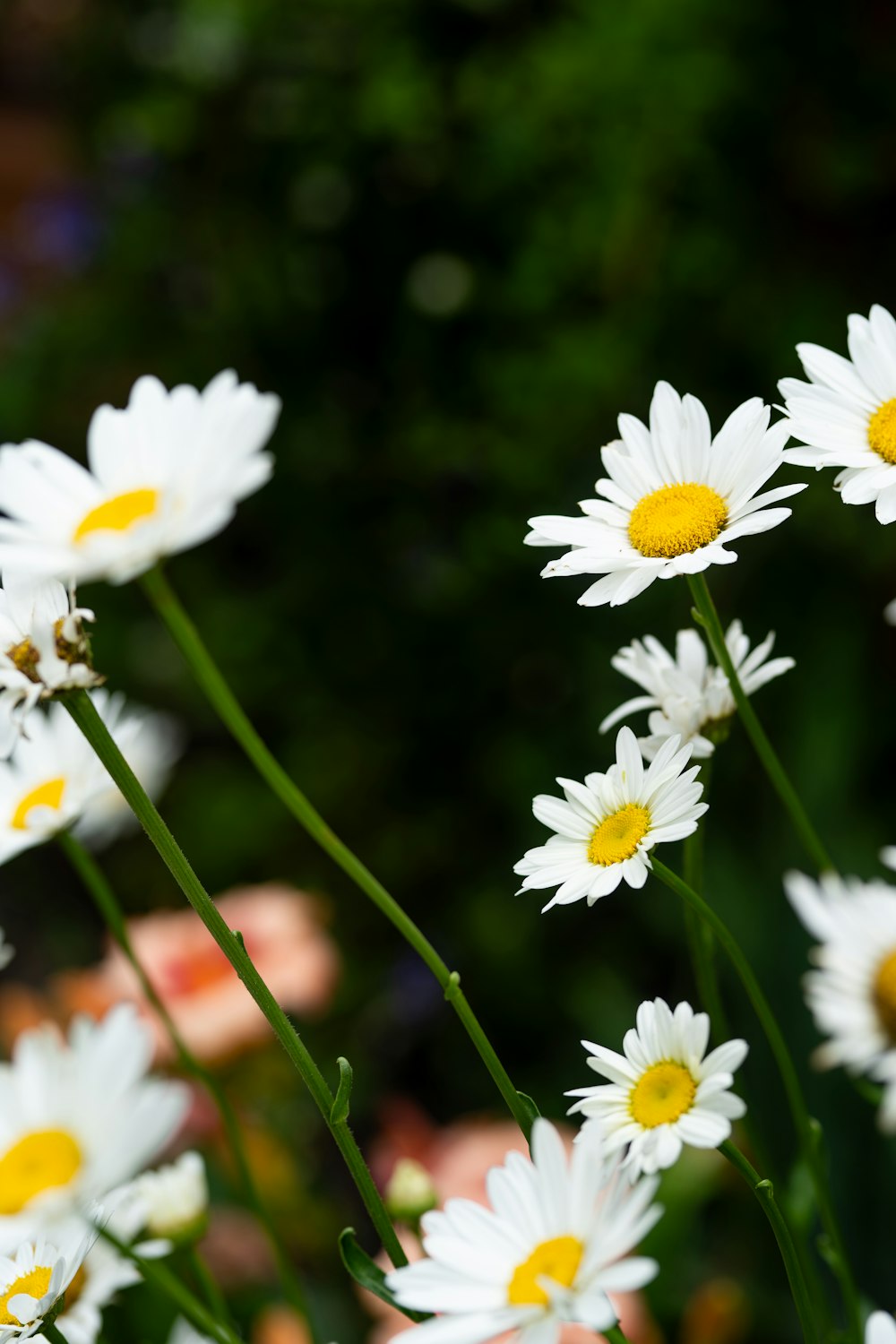 a bunch of white daisies with yellow centers