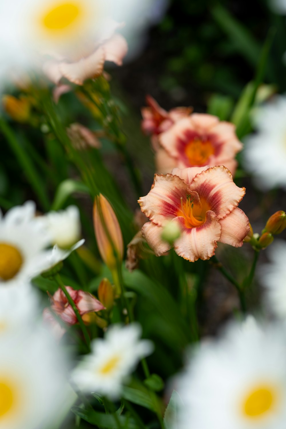 a bunch of flowers that are in the grass