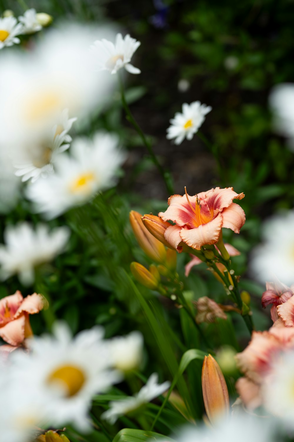 a bunch of flowers that are in the grass