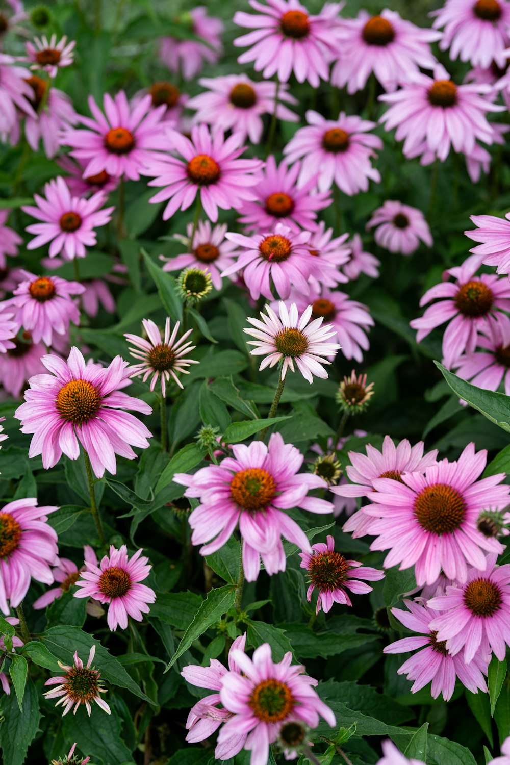 a field of pink flowers with green leaves