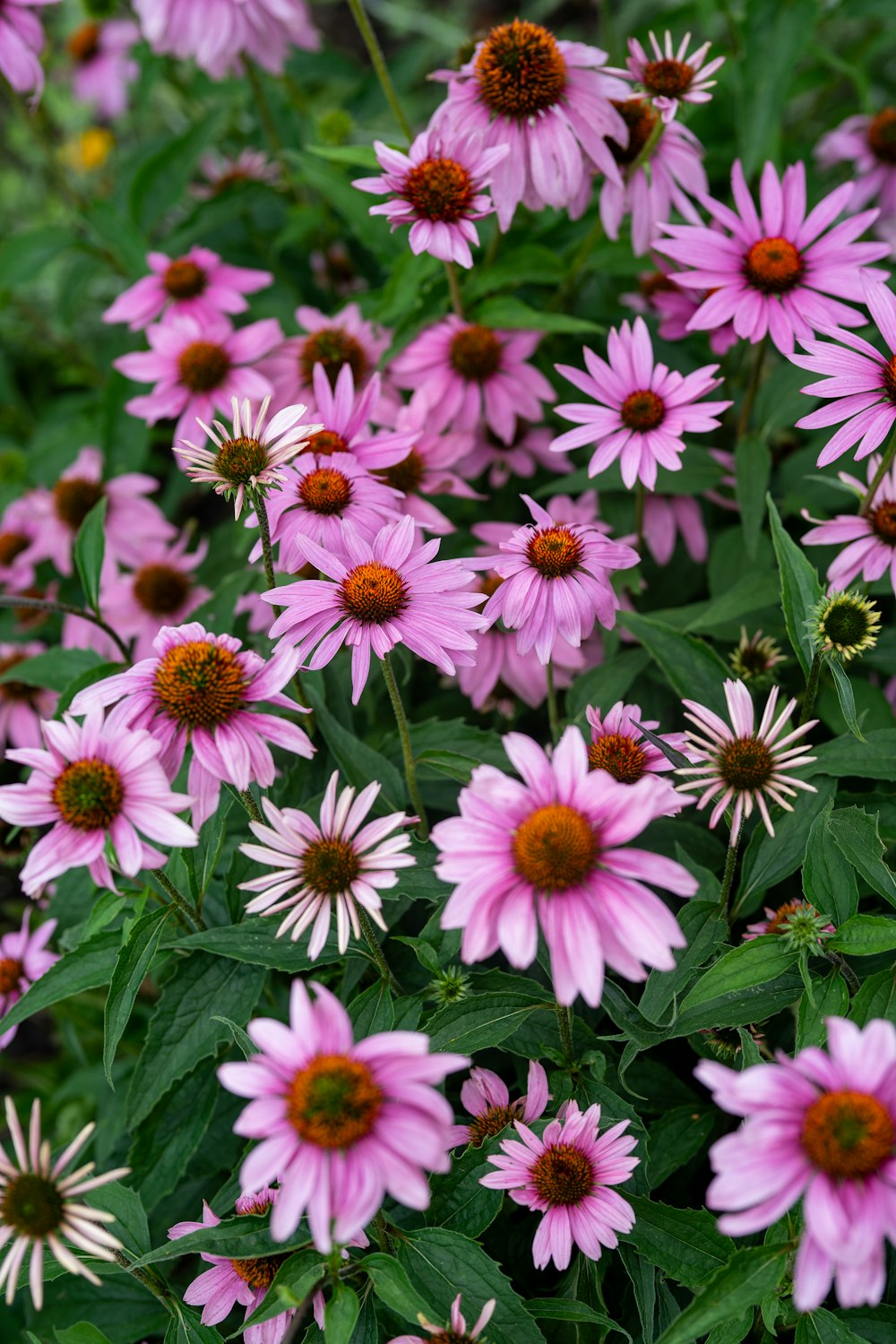 a bunch of pink flowers with green leaves