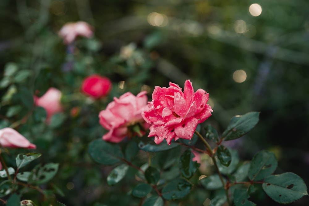 un primer plano de una flor rosa en un arbusto