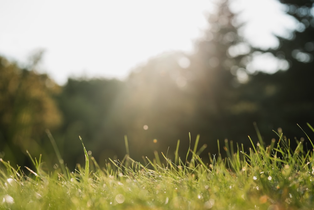 a grassy field with trees in the background