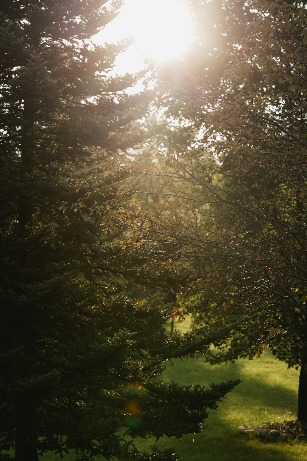 the sun is shining through the trees in the park