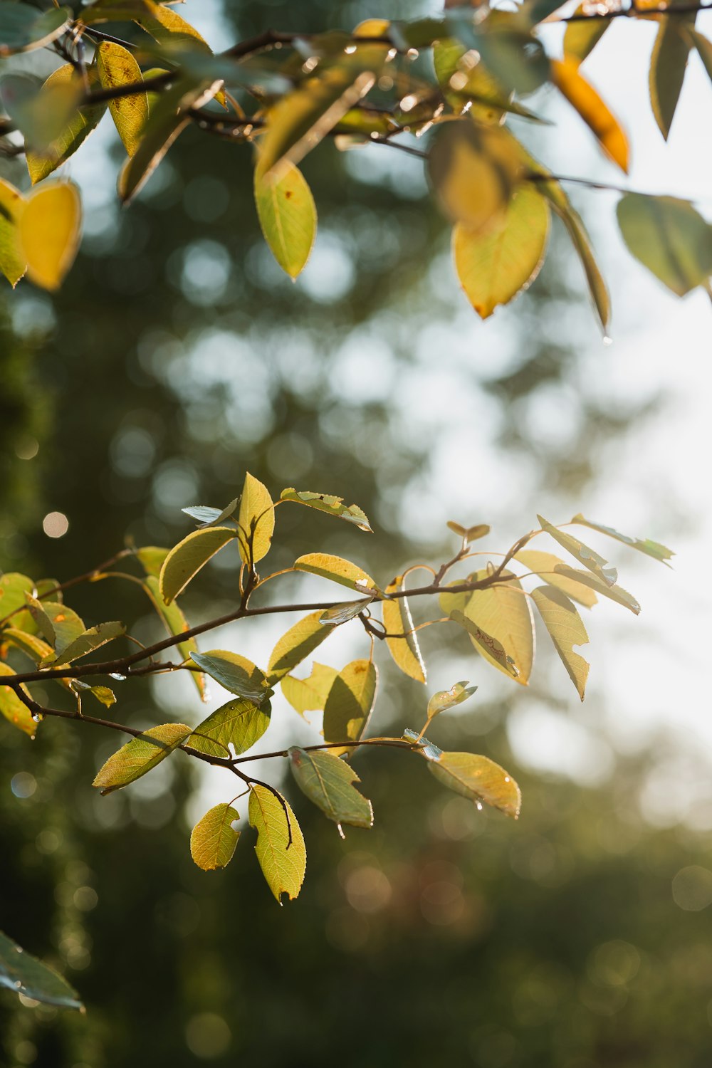 a close up of a tree branch with leaves