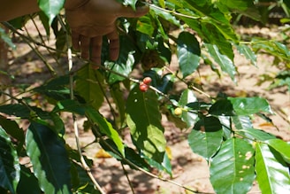 A hand reaches out towards several coffee plant branches with glossy green leaves. Among the leaves, a few coffee cherries are visible, with some ripe and red, while others are still unripe and yellowish.