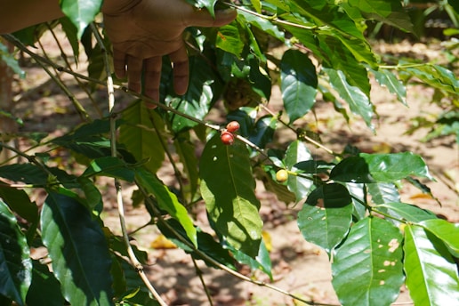 A hand reaches out towards several coffee plant branches with glossy green leaves. Among the leaves, a few coffee cherries are visible, with some ripe and red, while others are still unripe and yellowish.