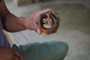 A person holds a halved, dried fruit revealing its hard outer shell and dried interior with fibrous and woody textures. The hand appears to be lightly tanned and the person wears a striped shirt and green pants.