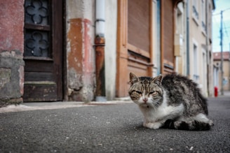 A tabby cat sits on a paved street lined with old buildings. The architecture features weathered wooden doors and faded walls, providing a rustic urban backdrop.