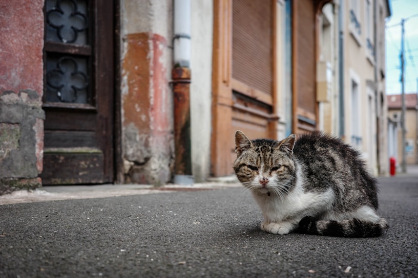 A tabby cat sits on a paved street lined with old buildings. The architecture features weathered wooden doors and faded walls, providing a rustic urban backdrop.