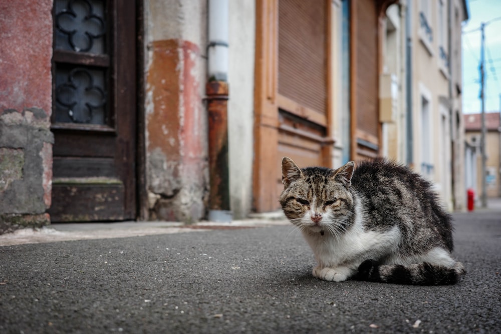 a cat sitting on the ground in front of a building