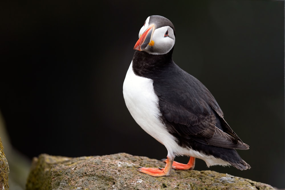 a black and white bird standing on a rock