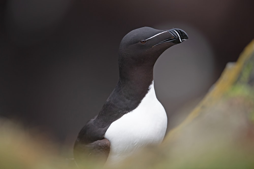 a black and white bird with a long beak