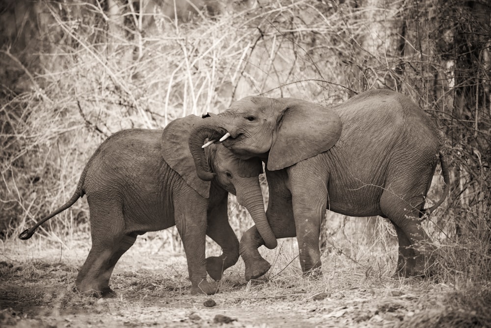 a couple of elephants standing next to each other