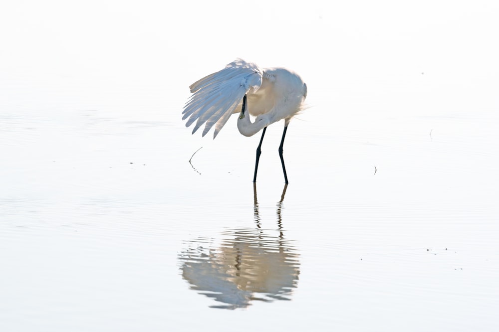 a large white bird standing on top of a body of water