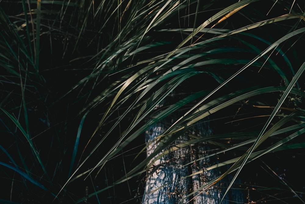 a close up of a palm tree in the dark